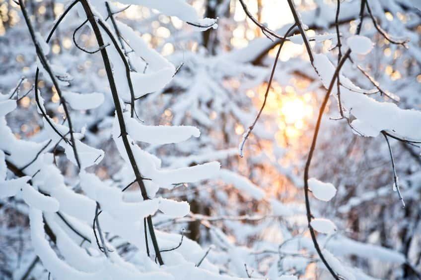 Ayurvedic Guide to Stay Healthy During Winter Season