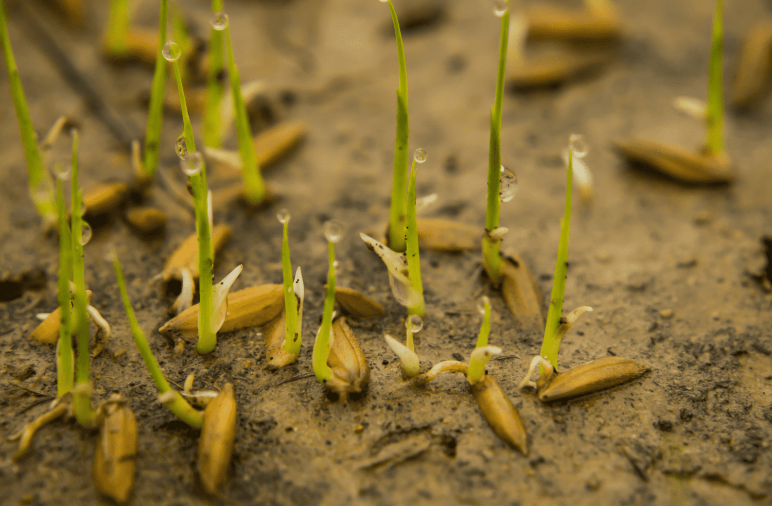 Why Ayurveda is stressing on Organically grown Produce?