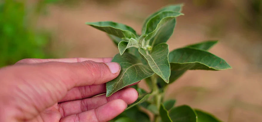 Ashwagandha: Benefits, Recipes and More!