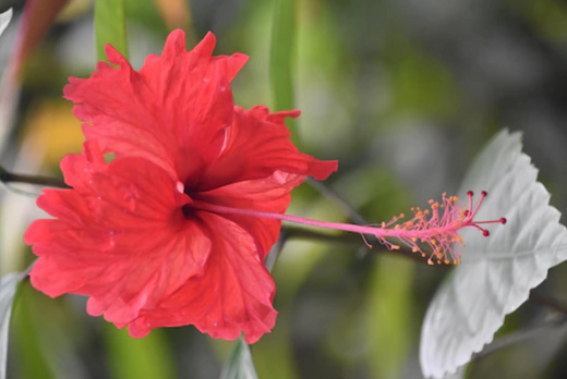 Hibiscus for Hair: Benefits, Uses & More!