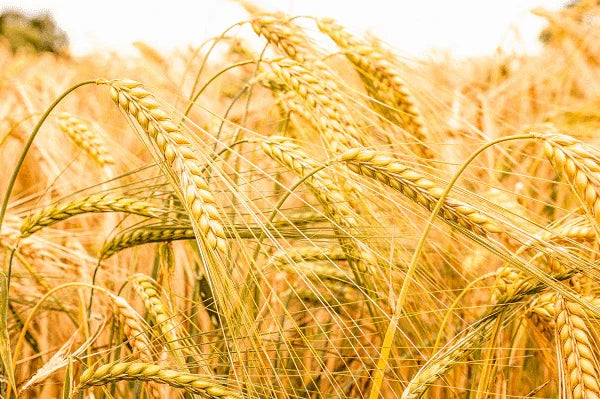 Ayurvedic Use Of Barley For Leading Health Life