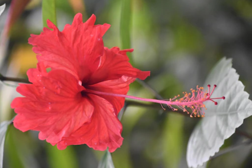 Hibiscus Re Growth Hair Oil  Inatur
